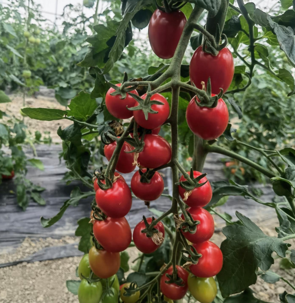 潍坊市亿家丰番茄种业有限公司-沪樱k15