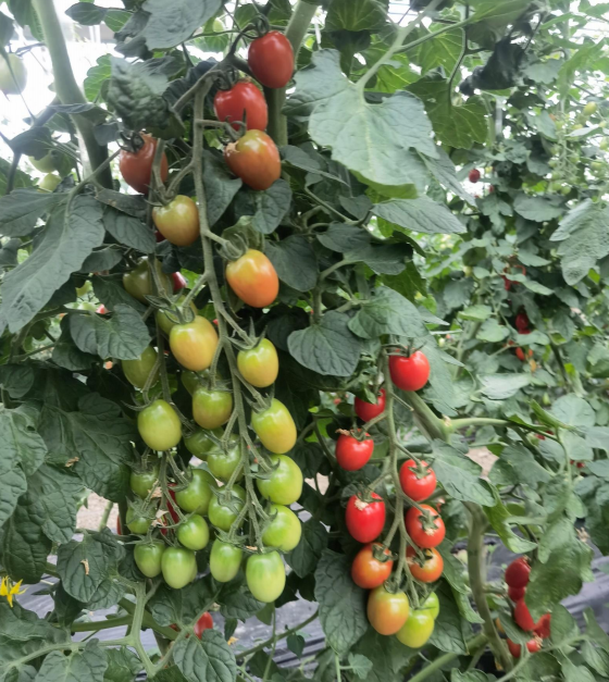 潍坊市亿家丰番茄种业有限公司-沪樱k14